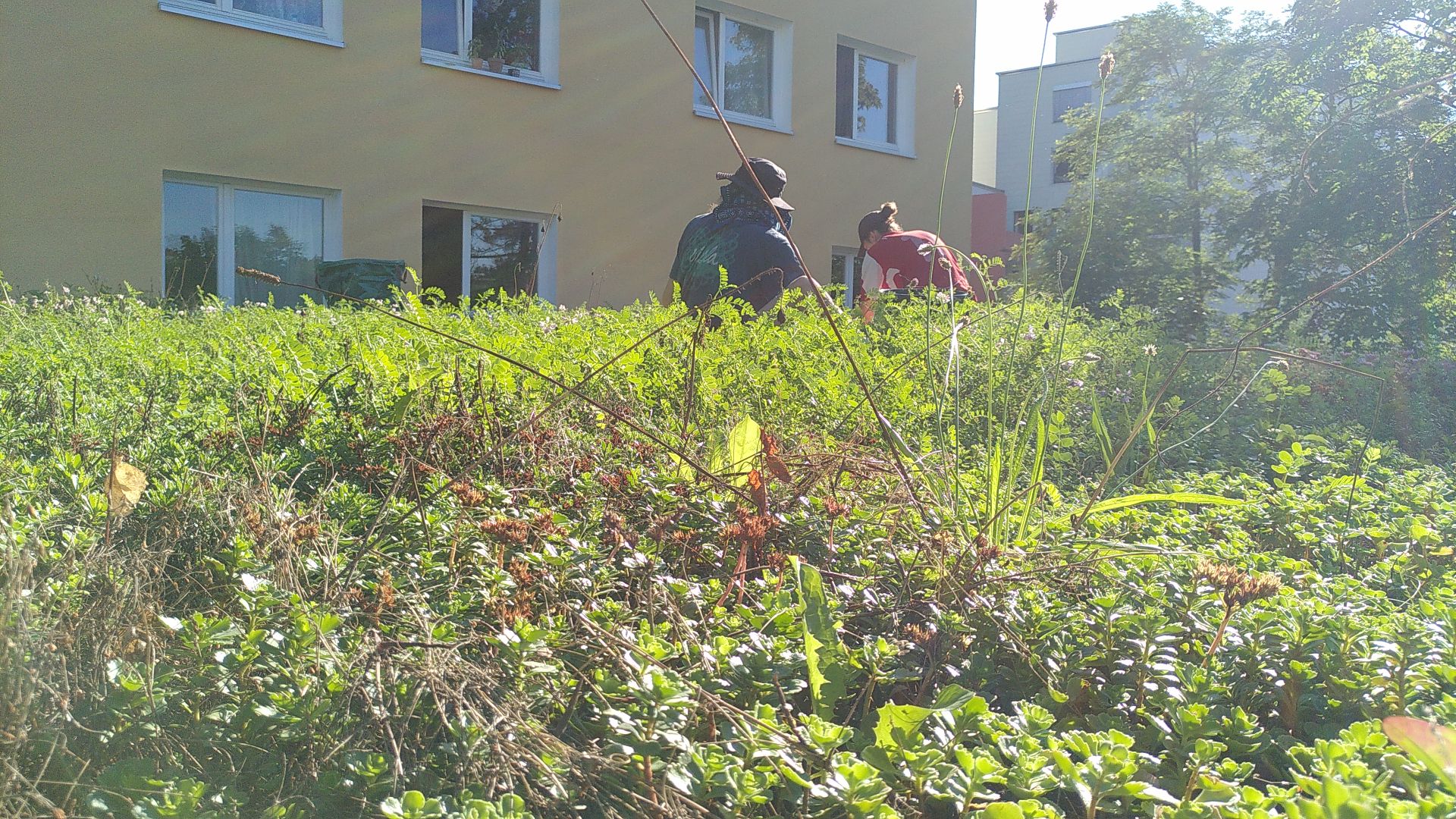 IMG 20220705 083145