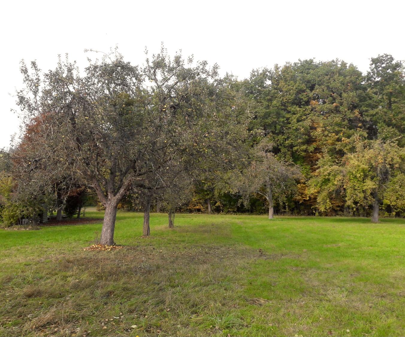 meadow